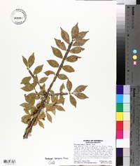 Euonymus alatus image