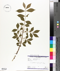 Euonymus alatus image