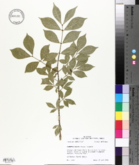 Euonymus alatus image