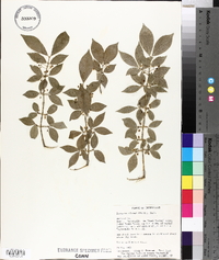 Euonymus alatus image