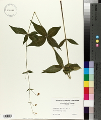 Silene stellata image