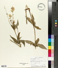 Silene stellata image