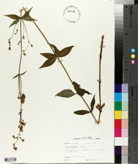 Silene stellata image