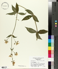 Silene stellata image