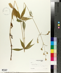 Silene stellata image