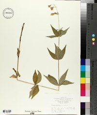 Silene stellata image