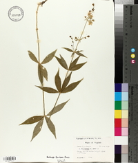 Silene stellata image