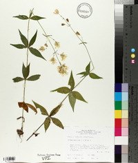 Silene stellata image