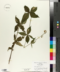 Silene stellata image