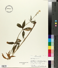 Silene stellata image