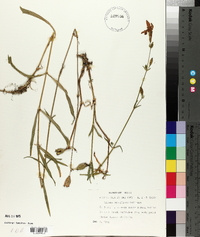 Silene subciliata image