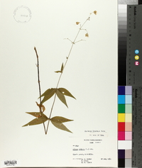 Silene stellata image