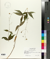 Silene stellata image