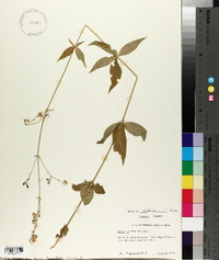 Silene stellata image