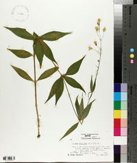 Silene stellata image