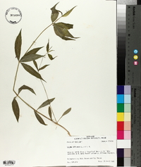 Silene stellata image