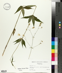 Silene stellata image