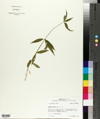 Silene stellata image