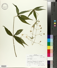 Silene stellata image