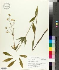 Silene stellata image