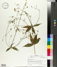 Silene stellata image