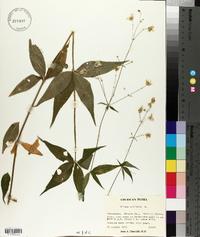 Silene stellata image