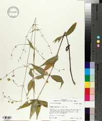 Silene stellata image