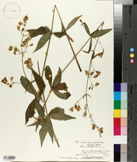 Silene stellata image