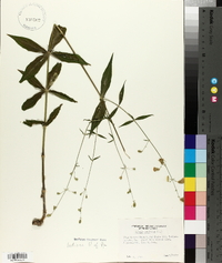 Silene stellata image