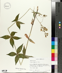 Silene stellata image