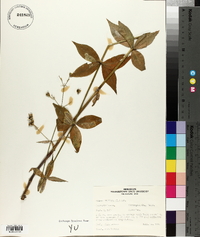 Silene stellata image