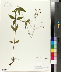 Silene stellata image