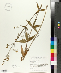 Silene stellata image