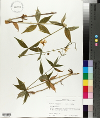 Silene stellata image