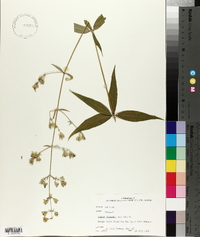 Silene stellata image