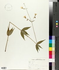 Silene stellata image