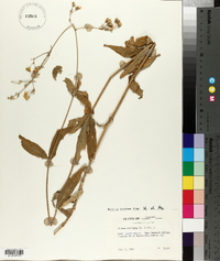 Silene stellata image