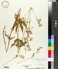 Silene stellata image