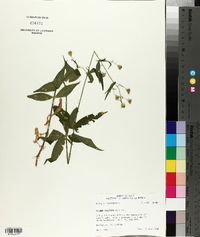 Silene stellata image