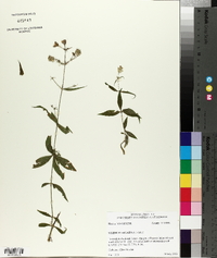 Silene stellata image