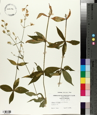 Silene stellata image