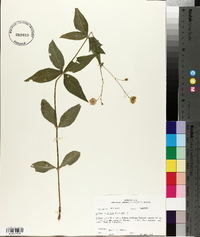 Silene stellata image