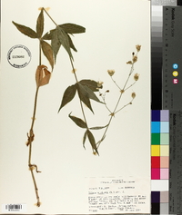 Silene stellata image