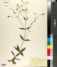 Silene stellata image