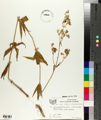 Silene stellata image