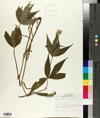 Silene stellata image