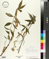 Silene stellata image