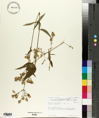 Silene stellata image