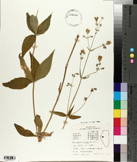 Silene stellata image