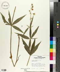 Silene stellata image